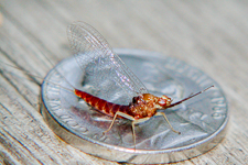 Mayfly on Nickle