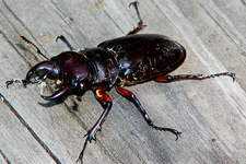 Beetle on picnic table