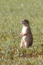 Standing Prairie Dog