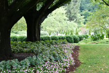 Hostas under tree