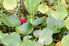 Lilly pads and flower