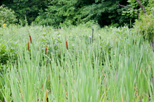 Cattail pond