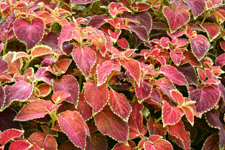 Pink and green Coleus