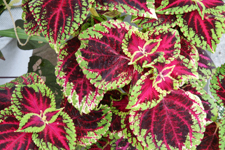 Pink and green Coleus