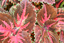 Pink and green Coleus