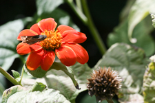 Butterfly on Flowers