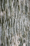 Tree Bark