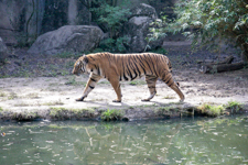 Tiger pacing