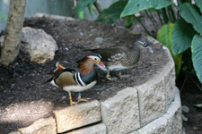 2 Ducks