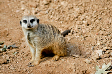 Meercat