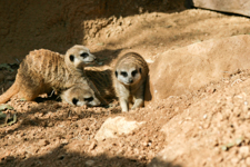 3 Meercats