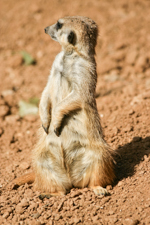 Meerecat Standing