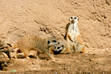 3 Meercats