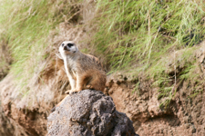 Meercat Lookout on Rock