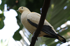Dove in Tree