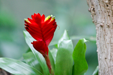 Red Flower