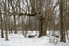 Snow Landscape at Sharon Woods