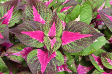 Coleus, Vander Veer Garden