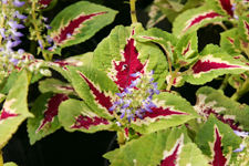 Coleus, Vander Veer Garden