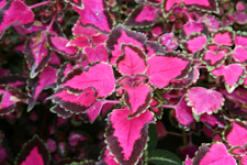 Coleus, Vander Veer Garden