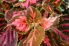 Coleus, Vander Veer Garden