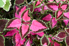 Coleus, Vander Veer Garden