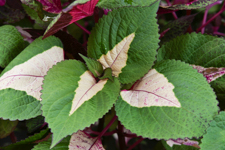 Coleus, Vander Veer Garden