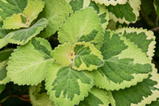 Coleus, Vander Veer Garden