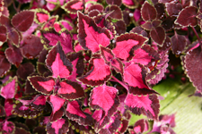 Coleus, Vander Veer Garden