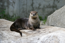 Otter