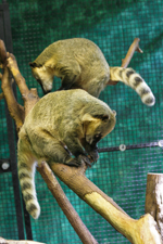 Coatimundi