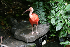 Ibis