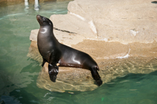 Sea Lion