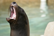 Sea Lion