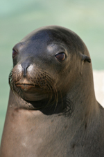 Sea Lion