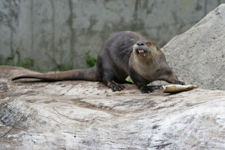 Otter