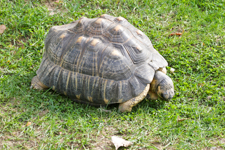 Galapagos Tortoise