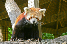 Red Panda