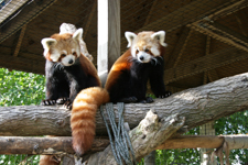 Red Panda