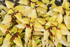 Yellow Coleus