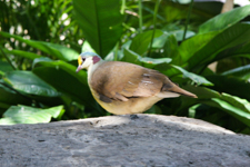 Dove