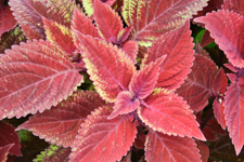 Red Coleus