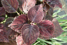 Purple Coleus