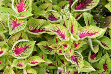 Red Green Coleus