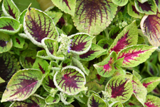 Red Green Coleus