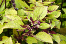 Purple Green Coleus