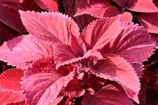 Pink Coleus