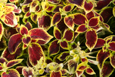 Red Green Coleus