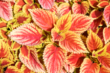 Varicolor Coleus