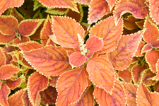 Orange Coleus